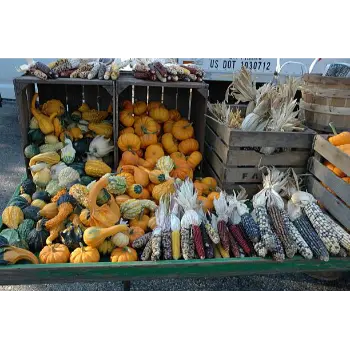 fresh pumpkin (4)-6701939-36152.webp